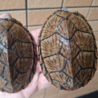 カブトニオイガメ（甲長約8,5～9,5cm）CB メス
