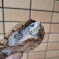 カブトニオイガメ（甲長約8,5～9,5cm）CB メス