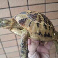 ギリシャリクガメ（甲長約15cm）オス