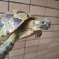 ギリシャリクガメ（甲長約15cm）オス