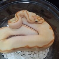 ボールパイソン（バナナスパイダークラウン）26CB オス