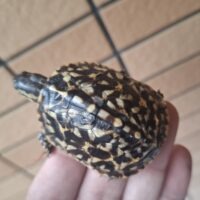 フロリダハコガメ(26CB)TSDメス