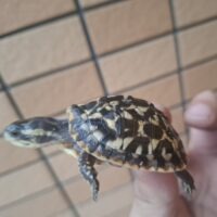 フロリダハコガメ(26CB)TSDメス