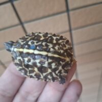 フロリダハコガメ(26CB)TSDオス