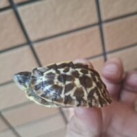 フロリダハコガメ(26CB)TSDオス