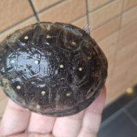 キボシイシガメ（甲長約8cm）オス
