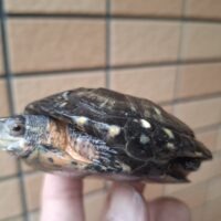 キボシイシガメ（甲長約8cm）オス