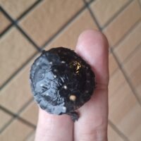 キボシイシガメ（26CB）尾曲り（配合餌付済）