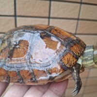 ジャノメイシガメ（甲長約13,5cm）メス
