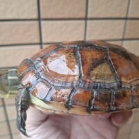 ジャノメイシガメ（甲長約13,5cm）メス