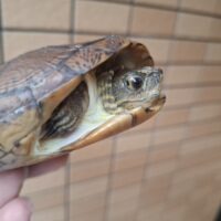 ジャノメイシガメ（甲長約13cm）メス