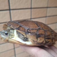 ジャノメイシガメ（甲長約13cm）メス