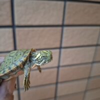 リオグランデクーター(26CB)