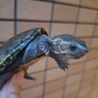 ミシシッピドロガメ(甲長約7cm)WC オス