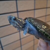 ミシシッピドロガメ(甲長約7cm)WC オス