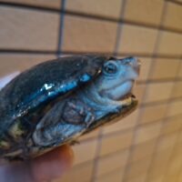 ペンシルバニアドロガメ(甲長約8,5cm)WC メス