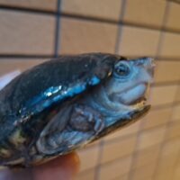 ペンシルバニアドロガメ(甲長約8,5cm)WC メス