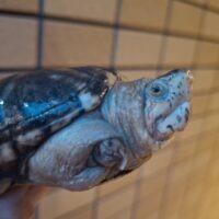 ペンシルバニアドロガメ(甲長約7,5cm)WC オス