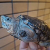 ペンシルバニアドロガメ(甲長約7,5cm)WC オス