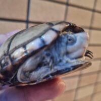 ペンシルバニアドロガメ(甲長約8cm)CB メス