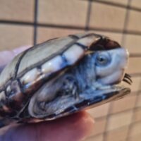 ペンシルバニアドロガメ(甲長約8cm)CB メス