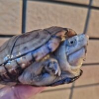 ペンシルバニアドロガメ(甲長約7,5cm)CB オス