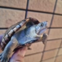 ペンシルバニアドロガメ(甲長約7,5cm)CB オス