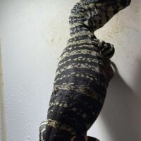 レースモニター（タイガーフェイズ/スーパータイガー）約90cm