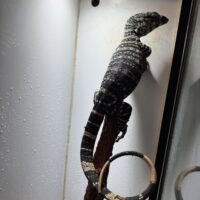 レースモニター（タイガーフェイズ/スーパータイガー）約90cm