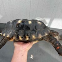 チェリーヘッドアカアシガメ（甲長約24cm）ペア