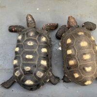 チェリーヘッドアカアシガメ（甲長約24cm）ペア